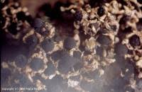 Attēlu rezultāti vaicājumam “Diderma floriforme”