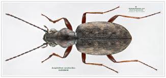 Attēlu rezultāti vaicājumam “Asaphidion pallipes”