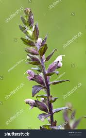 Attēlu rezultāti vaicājumam “Odontites vulgaris flower”
