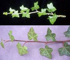 Attēlu rezultāti vaicājumam “Hedera helix  leaf”