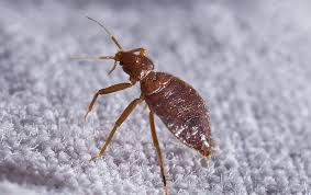 Image result for bed bugs