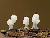 Attēlu rezultāti vaicājumam “Trichia flavicoma”