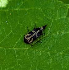 Attēlu rezultāti vaicājumam “Mordella sp.”