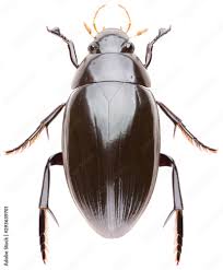 Attēlu rezultāti vaicājumam “Hydrophilidae”