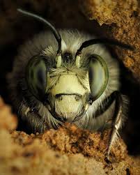 Attēlu rezultāti vaicājumam “Leocarpus fragilis spores”