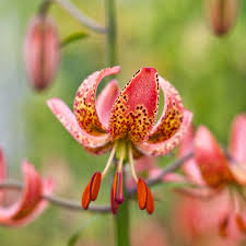 Image result for Lilium martagon `Manitoba Fox`