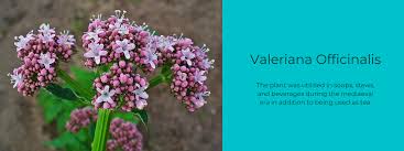 Attēlu rezultāti vaicājumam “Valeriana officinalis”