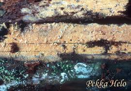 Attēlu rezultāti vaicājumam “Phlebia serialis”