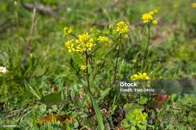 Attēlu rezultāti vaicājumam “Sinapis arvensis”