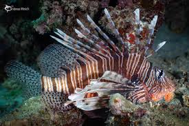 Image result for Pterois miles