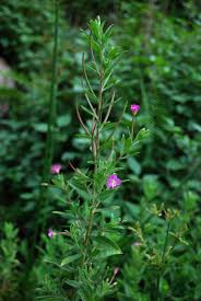 Attēlu rezultāti vaicājumam “Epilobium parviflorum”