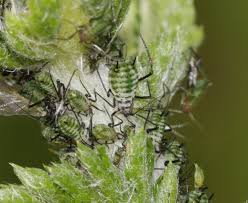 Attēlu rezultāti vaicājumam “Macrosiphoniella absinthii”