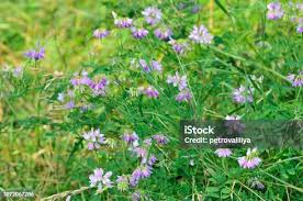 Attēlu rezultāti vaicājumam “Astragalus danicus leaf”