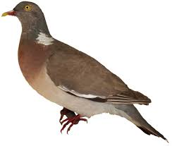 Image result for Columba palumbus