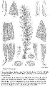 Attēlu rezultāti vaicājumam “Fissidens bryoides sporophyte”