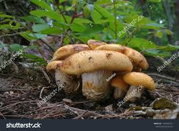 Attēlu rezultāti vaicājumam “Lentinus lepideus”