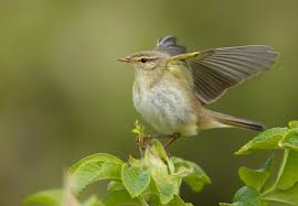 Attēlu rezultāti vaicājumam “Phylloscopus trochilus”
