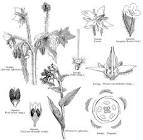 <b>Boraginaceae</b> Juss.