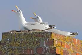 Attēlu rezultāti vaicājumam “Larus argentatus nest”