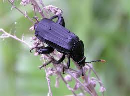 Attēlu rezultāti vaicājumam “Necrodes littoralis”