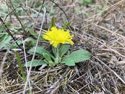Attēlu rezultāti vaicājumam “Pilosella officinarum leaf”
