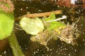 Attēlu rezultāti vaicājumam “Potamophylax”