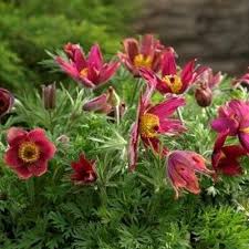 Attēlu rezultāti vaicājumam “Pulsatilla patens leaf”