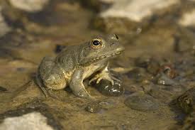 Attēlu rezultāti vaicājumam “Pelophylax juvenile”