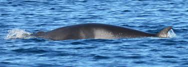 Image result for Balaenoptera acutorostrata