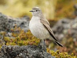 Image result for selvatici tehron