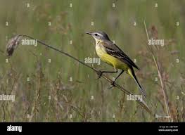 Attēlu rezultāti vaicājumam “Motacilla flava flava adult”