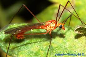 Attēlu rezultāti vaicājumam “Tipulidae”