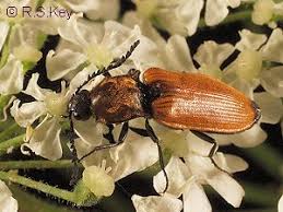 Attēlu rezultāti vaicājumam “Anostirus castaneus”