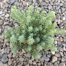 Attēlu rezultāti vaicājumam “Sedum rupestre leaf”