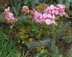 Attēlu rezultāti vaicājumam “Geranium bohemicum leaf”