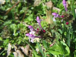 Attēlu rezultāti vaicājumam “Lamium amplexicaule”