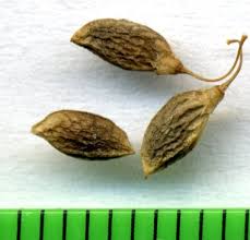 Attēlu rezultāti vaicājumam “Melilotus wolgicus”