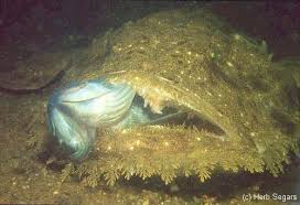 Image result for Lophius americanus