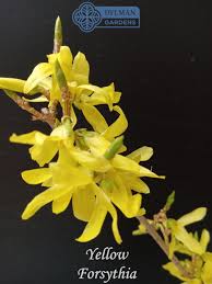 Attēlu rezultāti vaicājumam “Forsythia suspensa”