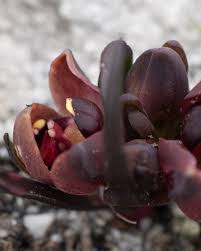 Attēlu rezultāti vaicājumam “Lamproderma debile macro”