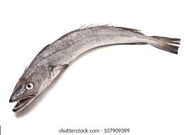 Image result for Merluccius merluccius