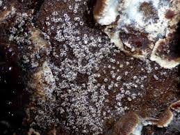 Attēlu rezultāti vaicājumam “Melanospora lagenaria”