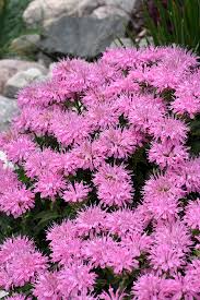 Attēlu rezultāti vaicājumam “Diderma globosum”