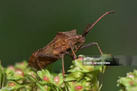 Attēlu rezultāti vaicājumam “Picromerus bidens”