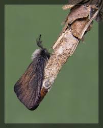 Attēlu rezultāti vaicājumam “Canephora hirsuta”