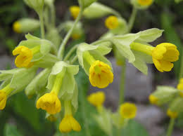Attēlu rezultāti vaicājumam “Primula veris fruit”
