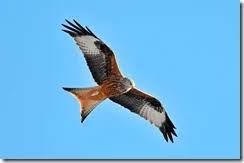 Image result for Kite Ireland