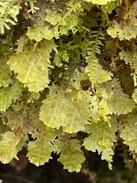 Attēlu rezultāti vaicājumam “Trichocolea tomentella”