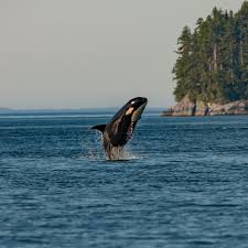 Image result for Orcinus orca