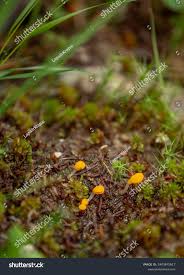 Attēlu rezultāti vaicājumam “Mitrula paludosa”